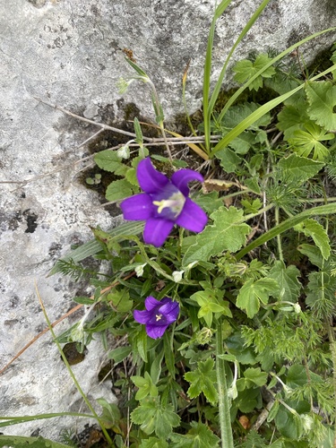 Campanula ciliata, photograph 3