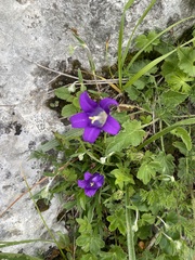 (c) Илья Руденко, some rights reserved (CC BY) Campanula ciliata, photograph (c) Илья Руденко, some rights reserved (CC BY)