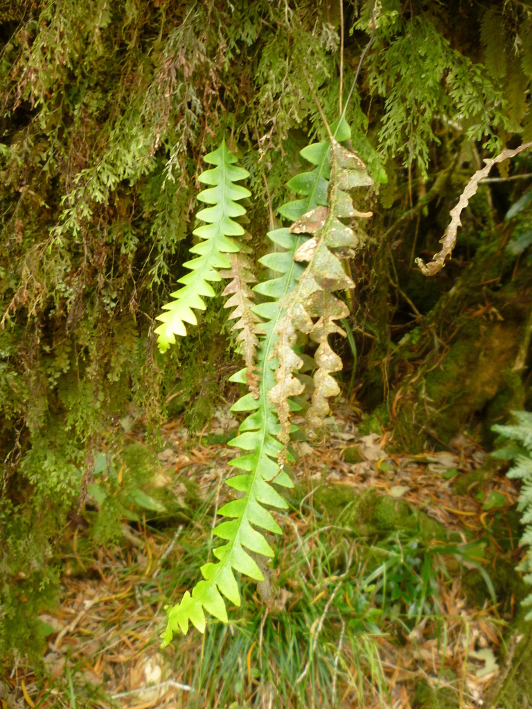 Ceradenia leucosora