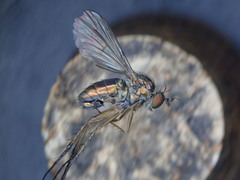 Dolichopus griseipennis