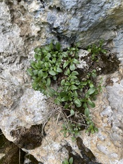 Valeriana saxicola