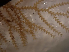 Abietinaria