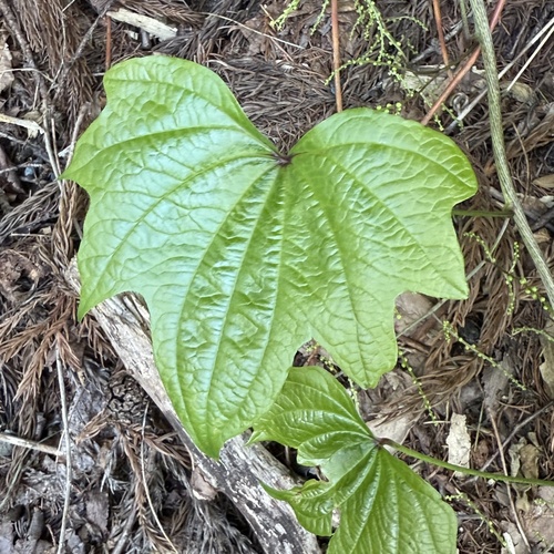 Dioscorea septemloba (Dioscorea septemloba)