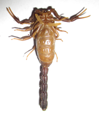 Parabuthus transvaalicus