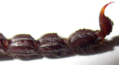 Parabuthus transvaalicus