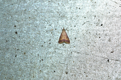 Hyalorista