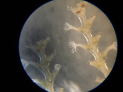 Abietinaria