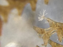 Abietinaria