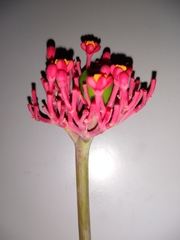 Jatropha multifida