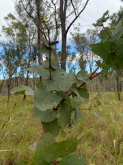 Eucalyptus shirleyi