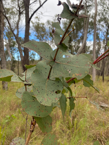 Eucalyptus shirleyi, photograph 2