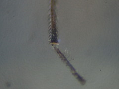 Aphrosylus ferox
