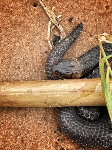 Zaire Snake-eater