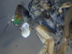 Aphrosylus ferox