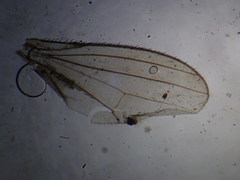 Aphrosylus ferox