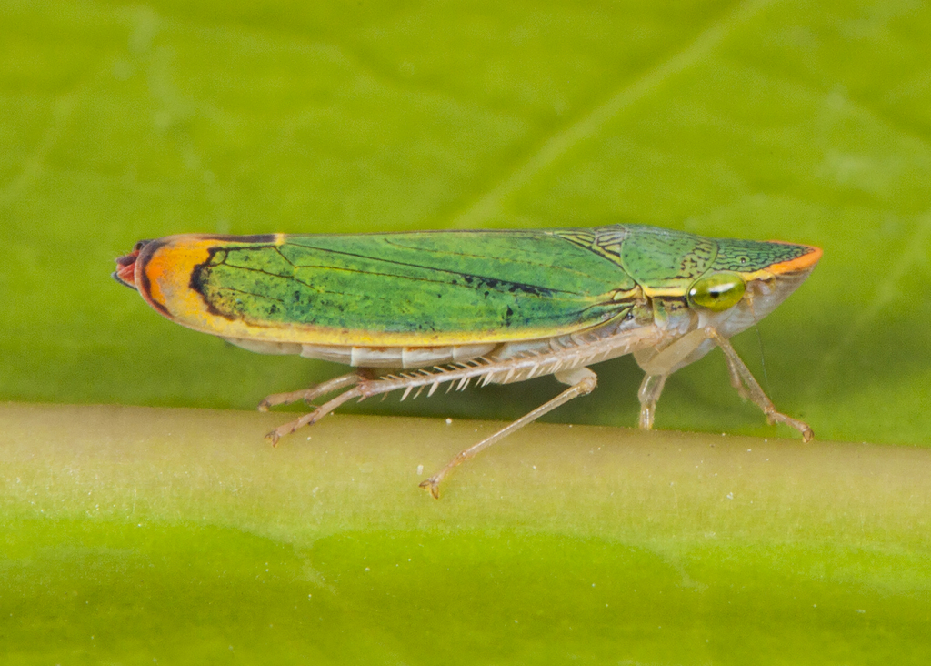 Mareja reticuliceps