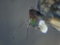 Aphrosylus ferox