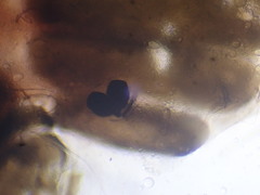 Leptocera fontinalis