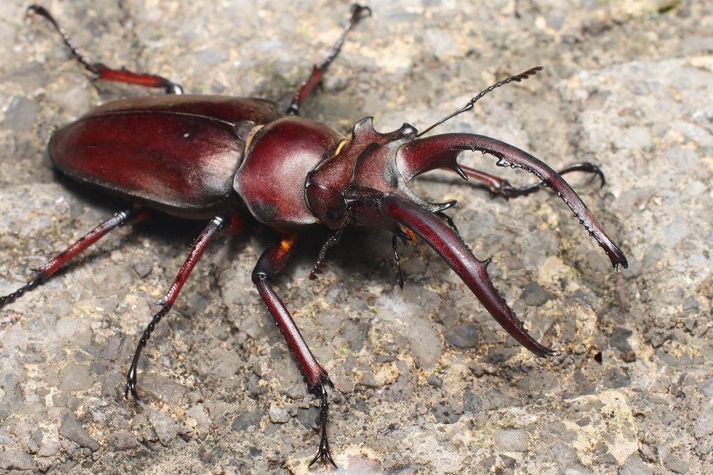 Lucanus planeti