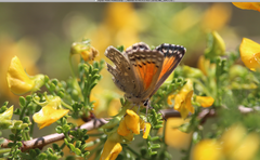 Pseudolucia chilensis