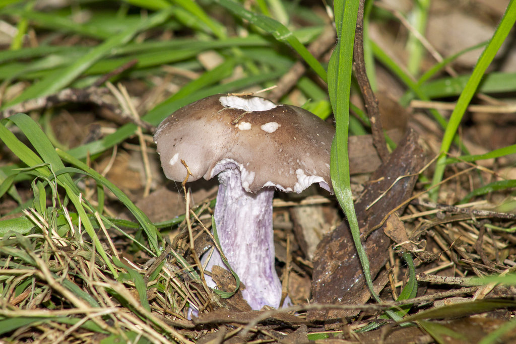 Collybia nuda · June 2025 · photo: © alfamax (iNaturalist, cc-by)