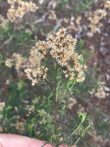 Cassinia quinquefaria, photograph 5