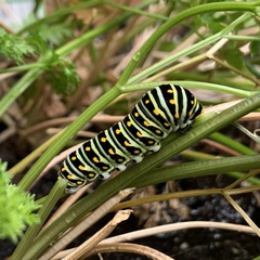 Papilio polyxenes