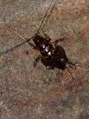 Ceuthophilus maculatus