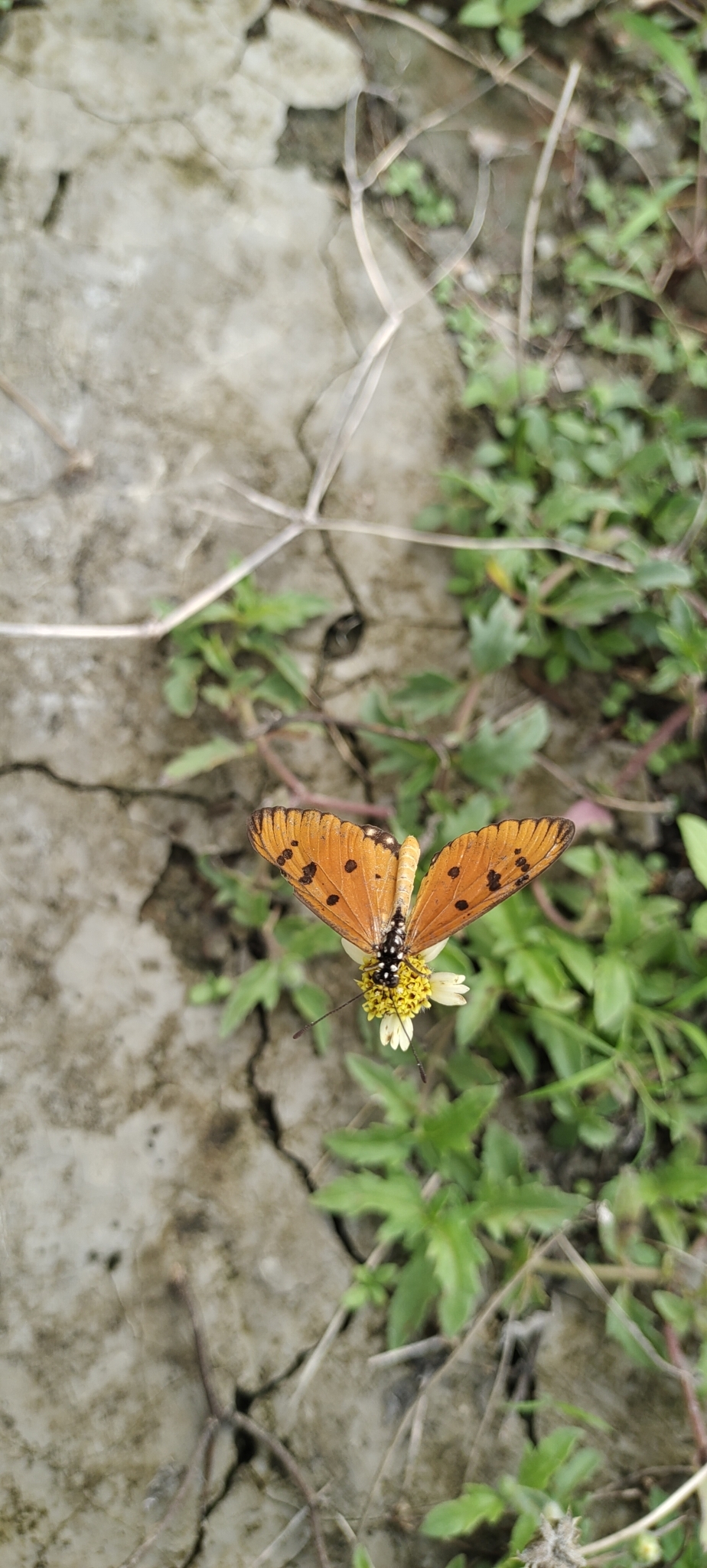 Tawny Coster