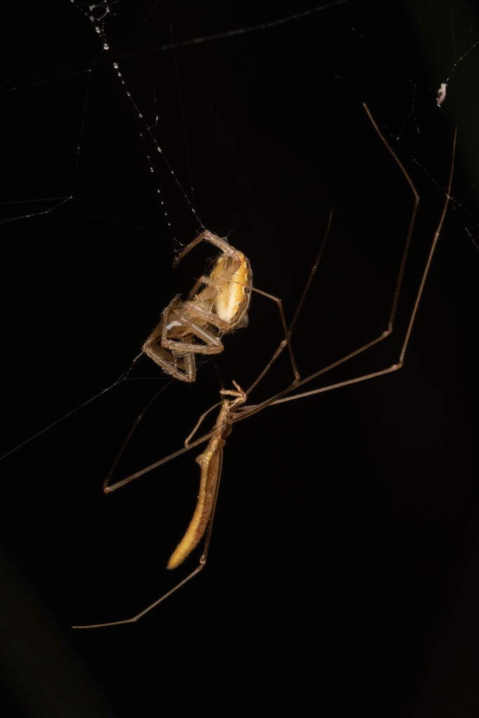 Rhomphaea recurvata