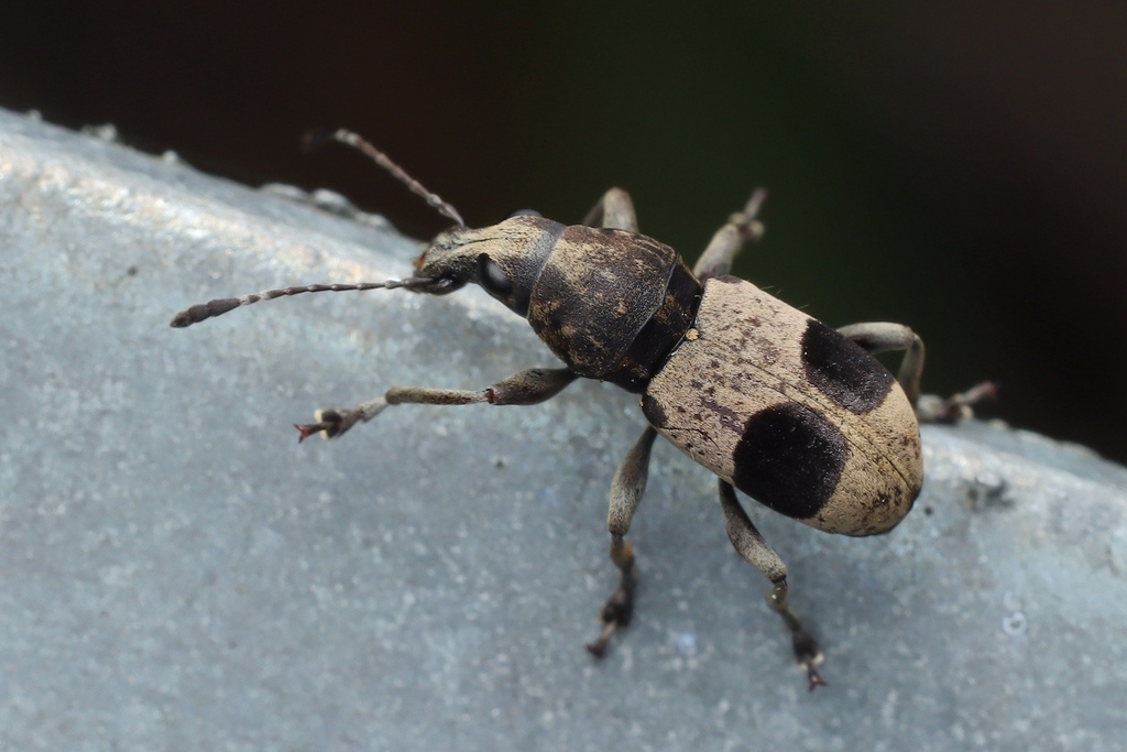 Phloeophilus oculatus