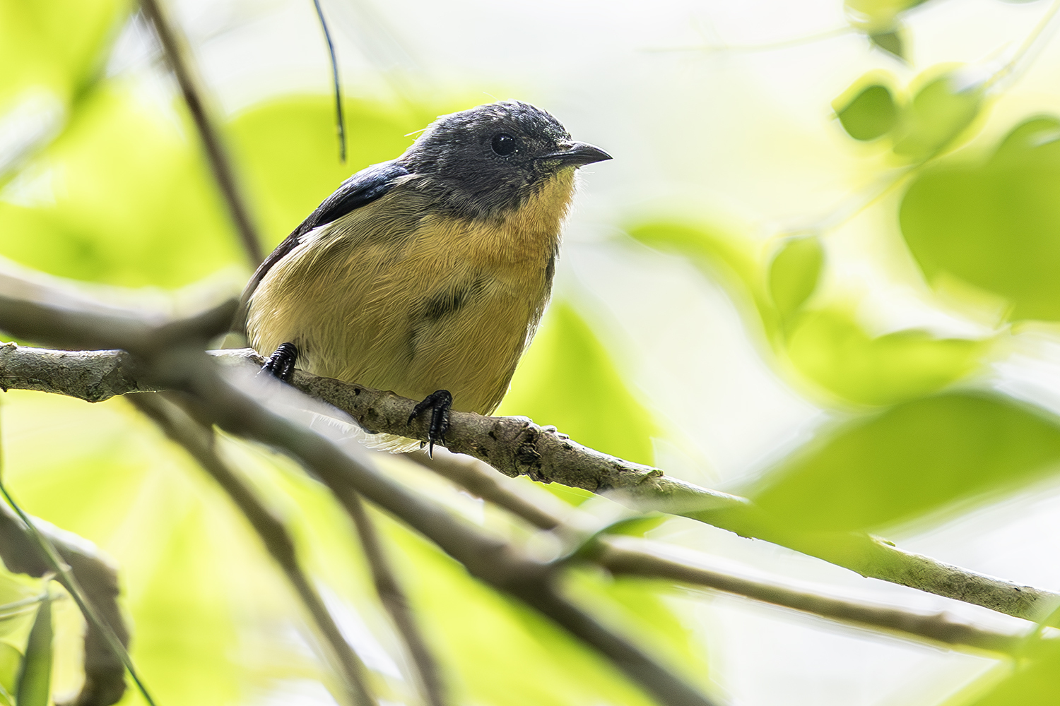 Sumatran Flowerpecker illustration