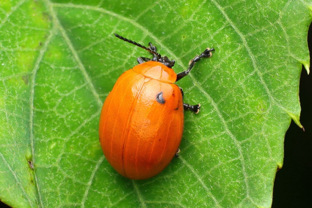 Oides Sp Oides livida from 中国广西壮族自治区来宾市金秀瑶族自治县 on June 26, 2025 at 02:44 PM by ...