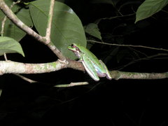 Smilisca cyanosticta