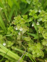 (c) Andreas Schneider, some rights reserved (CC BY) Euphrasia wettsteinii, photograph (c) Andreas Schneider, some rights reserved (CC BY)