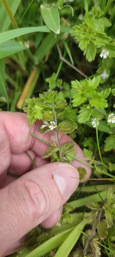 Euphrasia wettsteinii, photograph 6