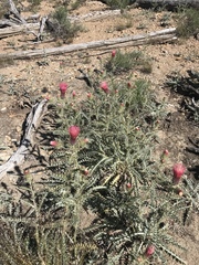 Cirsium arizonicum arizonicum