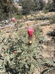 Cirsium arizonicum arizonicum