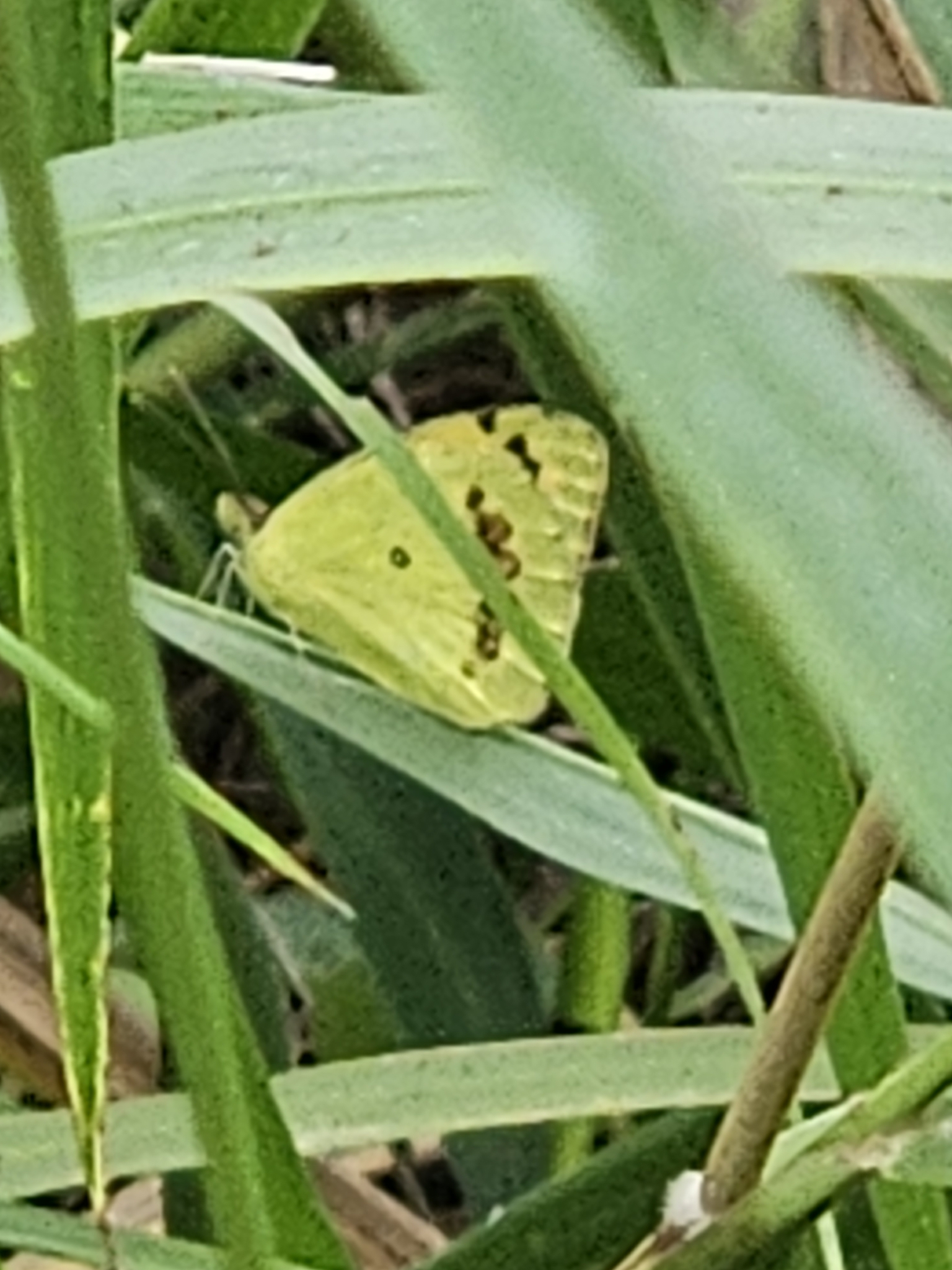 White Orange-Tip
