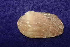 Barbatia amygdalumtostum