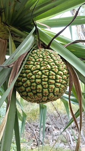 Pandanus aquaticus F.Muell.