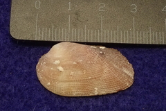 Barbatia amygdalumtostum
