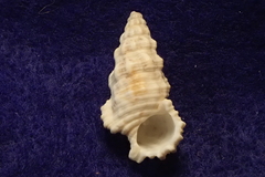 Cerithium columna
