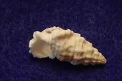 Cerithium columna