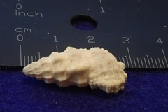 Cerithium columna