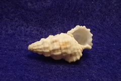 Cerithium columna