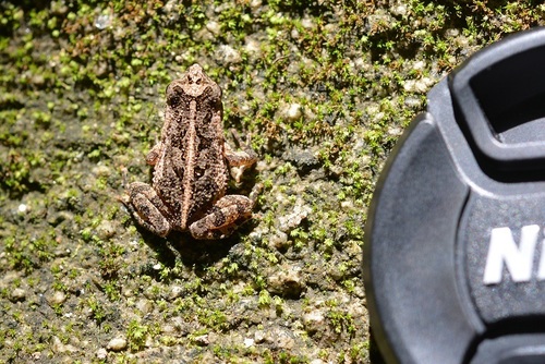 Incilius canaliferus