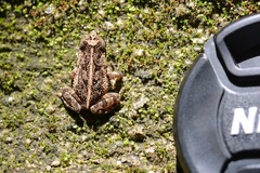 Incilius canaliferus