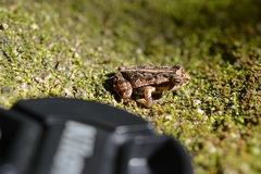 Incilius canaliferus