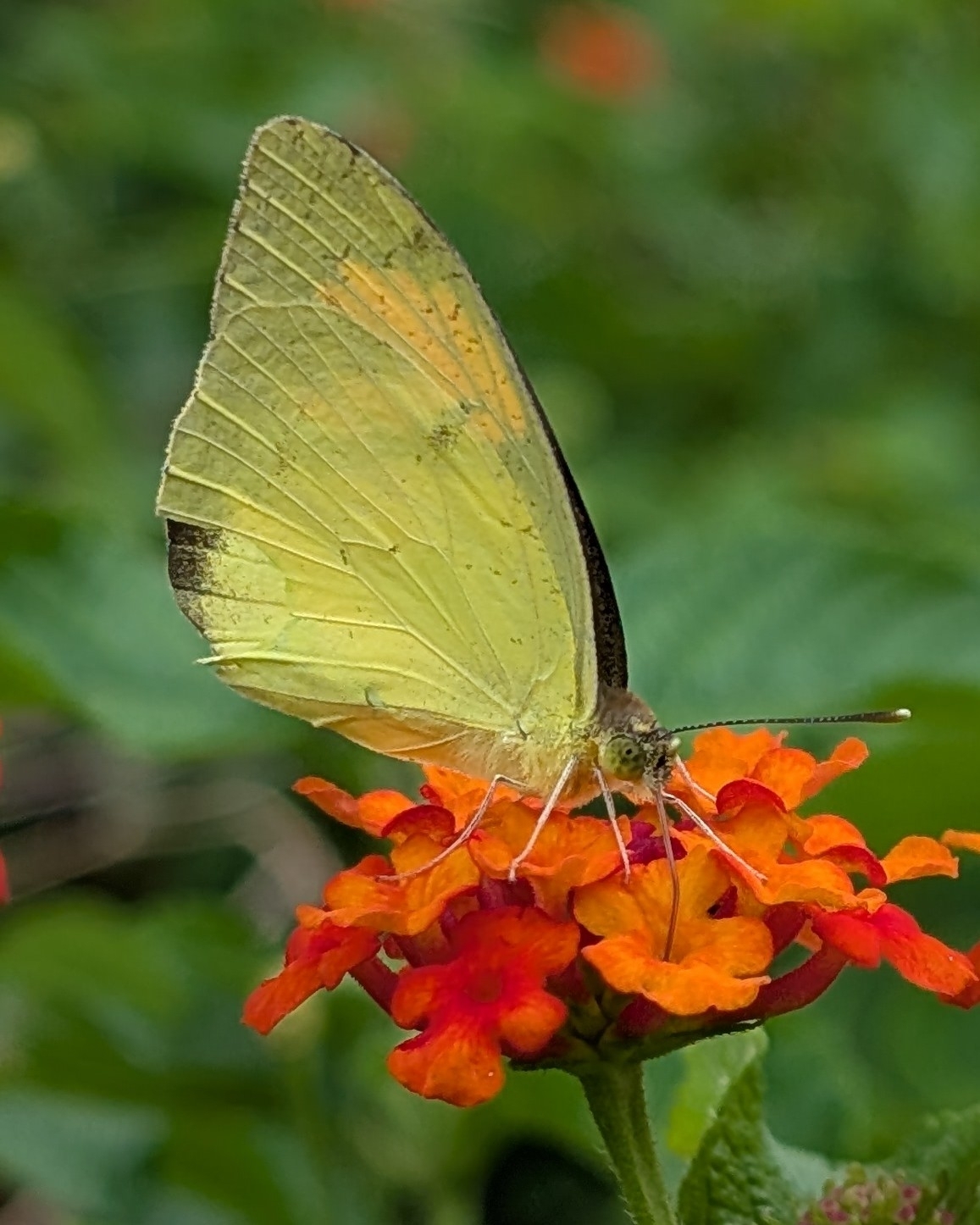 Yellow Orange-Tip